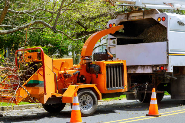 Best Root Management and Removal  in Brookhaven, WV